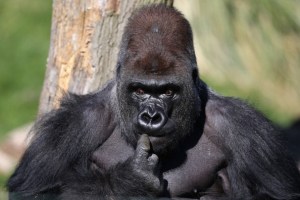 Silverback Gorilla Joins  London Zoo