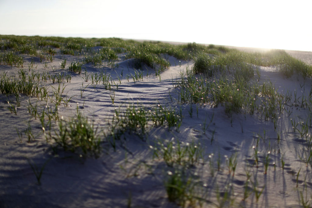 Cape Cod beach dunes