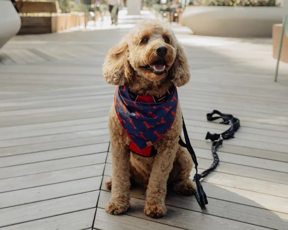 Aspen: 2024 Seaport Dog Mayor nominee