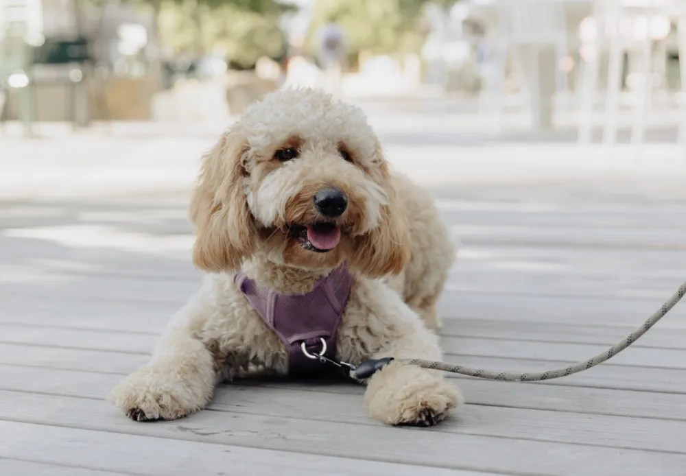 Lady: 2024 Seaport Dog Mayor nominee