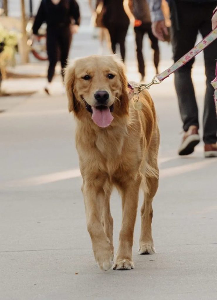 Macie: 2024 Seaport Dog Mayor nominee